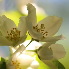 jasmine, White, Flowers, Bush