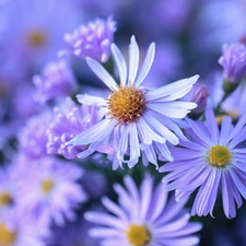 Aster, Flowers, Light Purple, Beetle