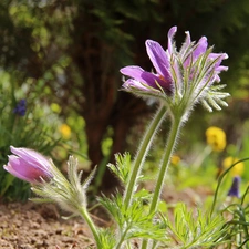 Flowers, pasque, lilac