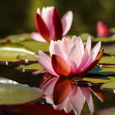 Water lilies, Pink, Flowers, Nenufary