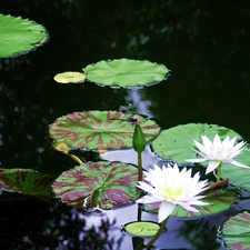 Lily, Pond - car, Flowers, water