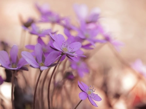 Flowers, Pink, Liverleaf