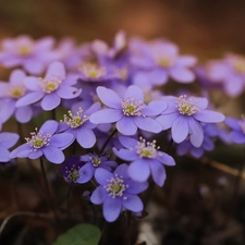 Flowers, purple, Liverworts