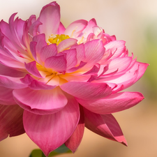 Colourfull Flowers, lotus, rapprochement, Pink