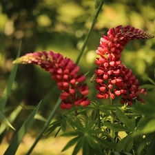 Flowers, Red, lupins