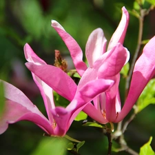 Flowers, Pink, Magnolia