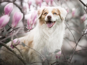 dog, Flowers, Magnolias, Australian Shepherd