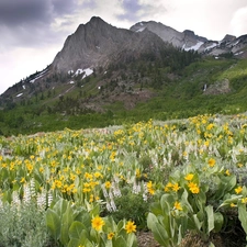 Flowers, Mountains, Meadow