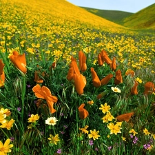 Meadow, Orange, Flowers, Yellow