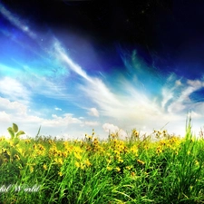 Flowers, Sky, Meadow