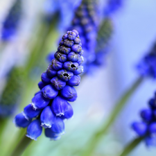 Muscari, blue, Colourfull Flowers