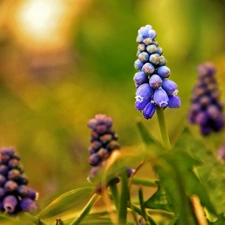 Muscari, Flowers