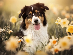 dog, Flowers, narcissus, Australian Shepherd