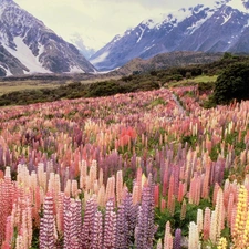 New, Mountains, Flowers, Zelandia