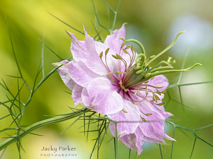 Colourfull Flowers, Nigella, Close, Pink