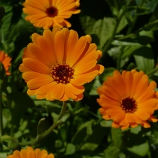 Marigold Medical, Orange, flowers