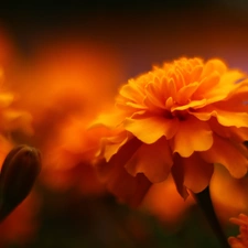 Flowers, Tagetes, Orange