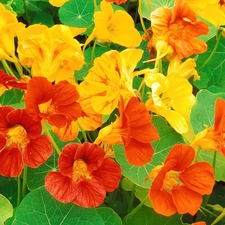 Orange, nasturtiums, Yellow