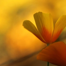 Flowers, Yellow, Orange