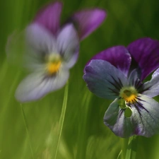 pansies, Flowers