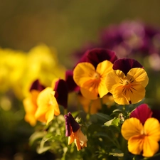 Flowers, color, pansies