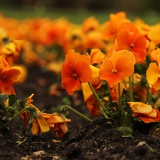 Flowers, Orange, pansies