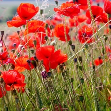 Flowers, Red, papavers