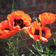 papavers, Flowers