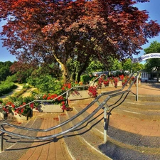 Park, viewes, Flowers, trees