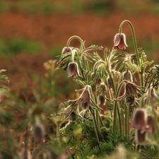 pasque, Flowers