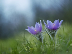 pasque, Two cars, Flowers