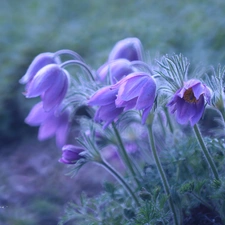 Flowers, purple, pasque