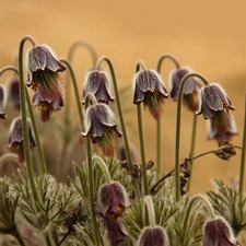 pasque, Flowers