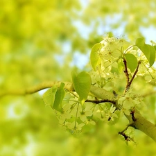 Pear, Flowers