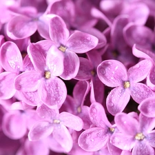 Pink, flowers