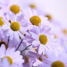 Flowers, Chrysanthemums, Pink