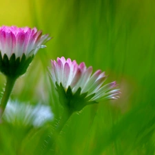 Flowers, daisies, Pink