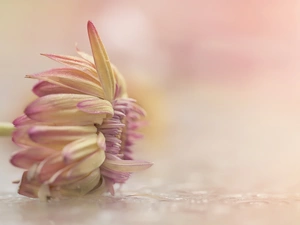 Colourfull Flowers, Pink, background, Dalia