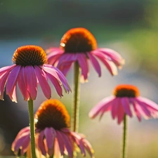 Flowers, echinacea, Pink