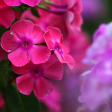 Flowers, phlox, Pink