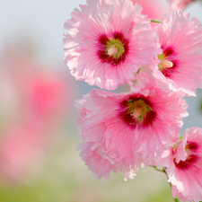 Pink, mallow, Leaf, Flowers