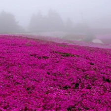 flowers, Meadow, pink