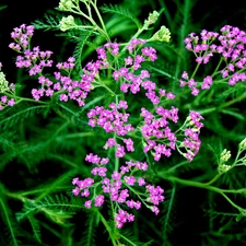 Flowers, milfoil, Pink