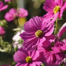Pink, Cosmos, rapprochement, Flowers