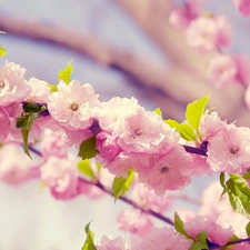 Flowers, tonsil, Pink