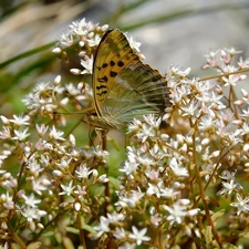 change, Flowers, plant, White, butterfly