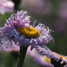 Flowers, Astra, purple
