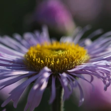 Flowers, Astra, purple