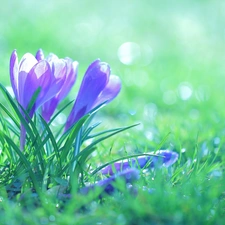 Flowers, crocuses, purple