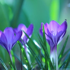 Flowers, crocuses, purple